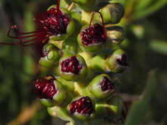Melaleuca pachyphylla