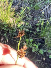 Rhynchospora fascicularis