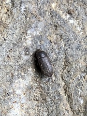 Opatrini