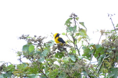 Icterus mesomelas