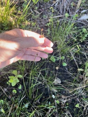 Rhynchospora fascicularis