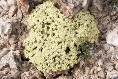 Lepidium nanum