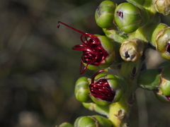 Melaleuca pachyphylla