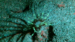 Ceriantharia