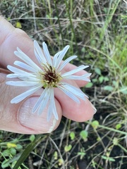 Symphyotrichum simmondsii