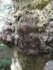 Cyttaria hariotii