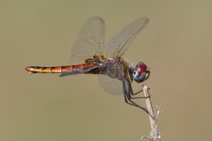 Urothemis