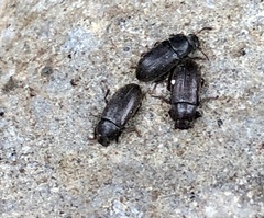 Opatrini