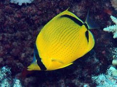 Chaetodon semeion