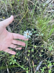 Symphyotrichum simmondsii