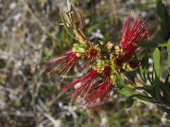 Melaleuca pachyphylla