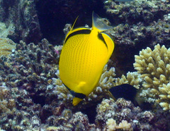 Chaetodon semeion