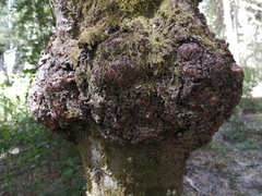 Cyttaria hariotii