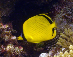 Chaetodon semeion