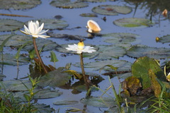 Nymphaea lotus image