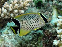 Chaetodon trifascialis