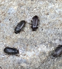 Opatrini