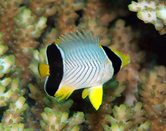 Chaetodon trifascialis
