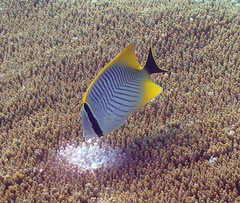 Chaetodon trifascialis