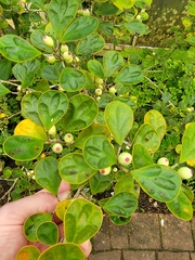 Ficus deltoidea
