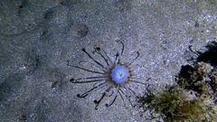 Ceriantharia