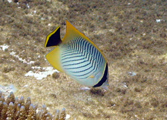 Chaetodon trifascialis