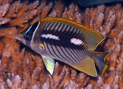 Chaetodon trifascialis
