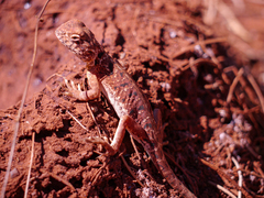 Ctenophorus
