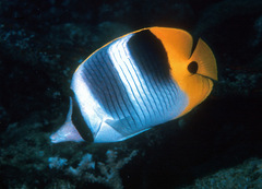 Chaetodon ulietensis