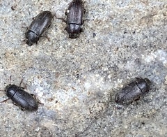 Opatrini