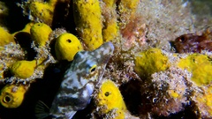 Canthigaster capistrata