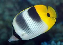 Chaetodon ulietensis