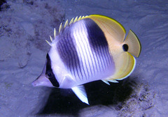 Chaetodon ulietensis