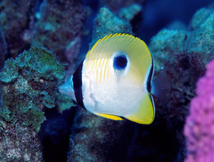 Chaetodon unimaculatus
