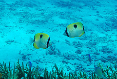 Chaetodon unimaculatus