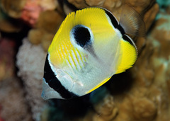 Chaetodon unimaculatus
