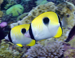 Chaetodon unimaculatus