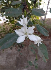 Bauhinia variegata candida