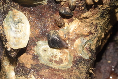 Brachidontes exustus