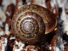 Helminthoglypta diabloensis