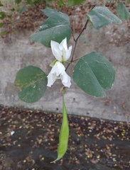 Bauhinia variegata candida