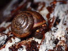 Helminthoglypta diabloensis