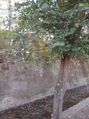 Bauhinia variegata candida