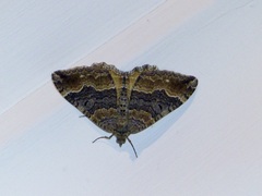 Hydriomena deltoidata