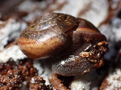 Helminthoglypta diabloensis