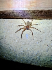 Heteropoda jugulans