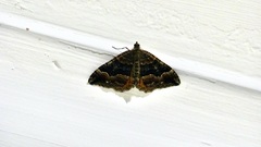 Hydriomena deltoidata