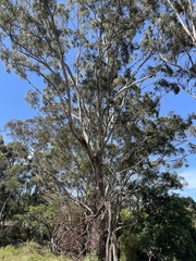 Eucalyptus baxteri