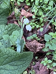Galanthus elwesii