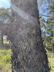 Eucalyptus baxteri